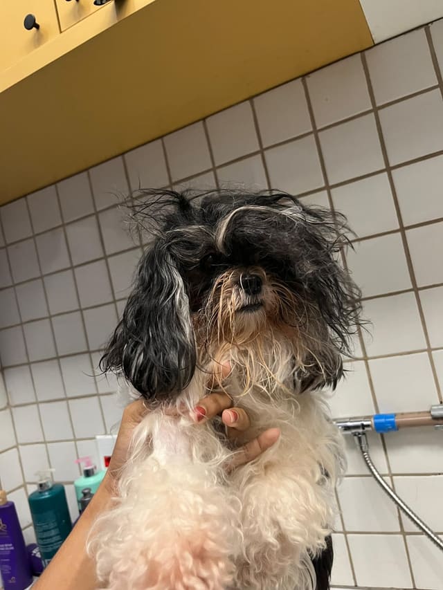 Cão sendo banhado na área de banho e tosa