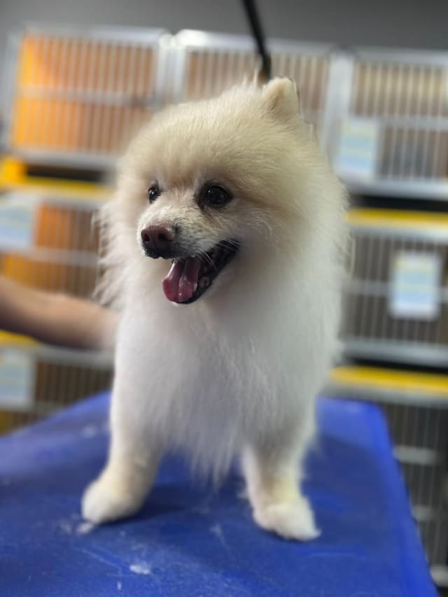 Lulu da pomerânia na mesa de tosa