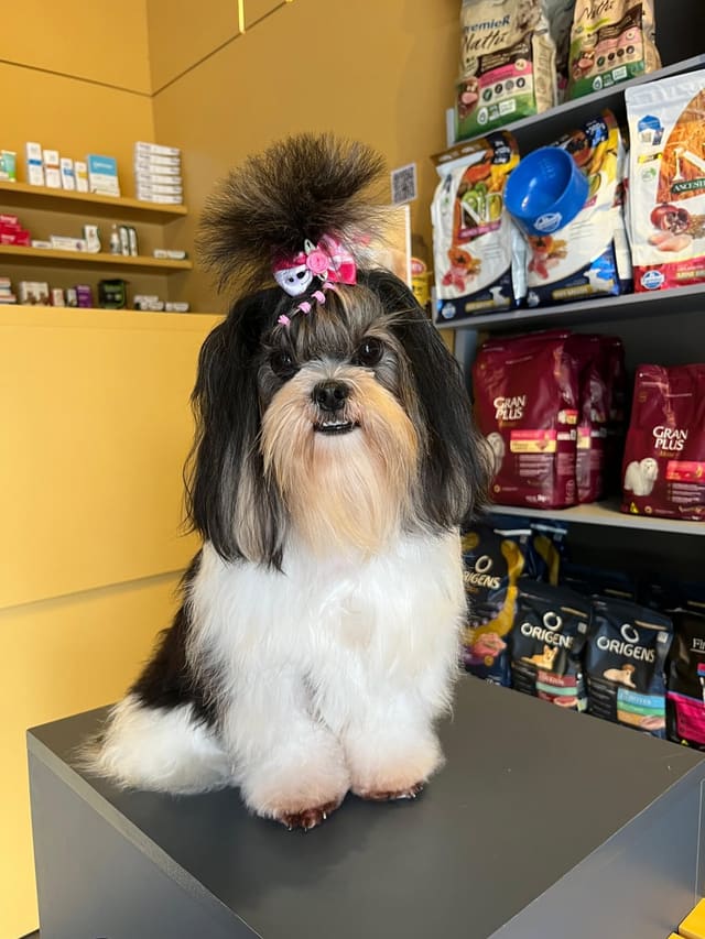 Shih tzu tosado e enfeitado sobre o banco da loja