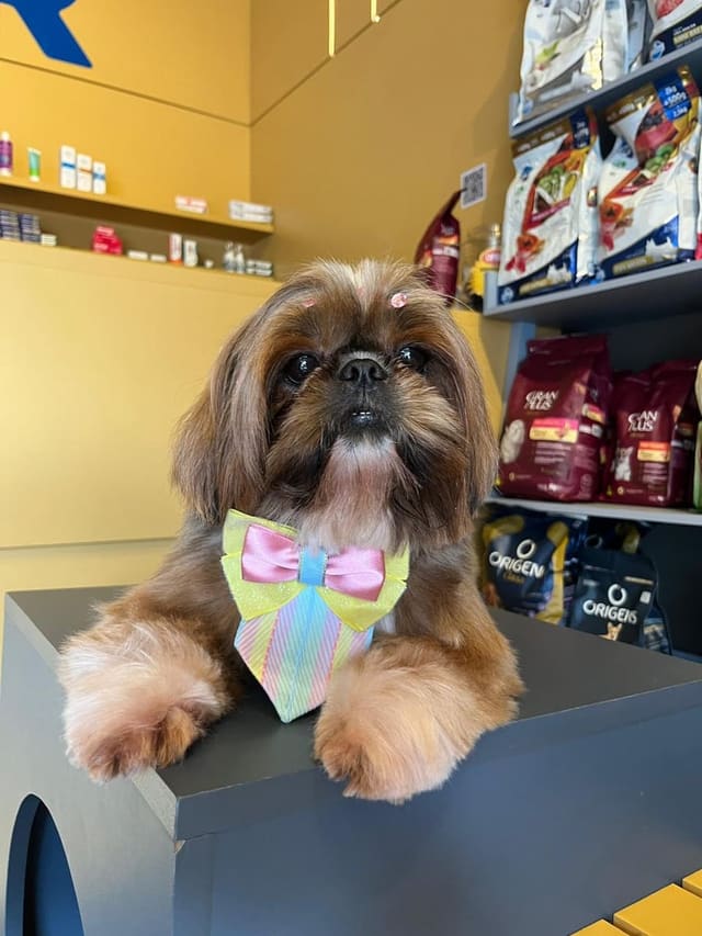 Shih tzu de gravata borboleta na loja, com prateleiras ao fundo
